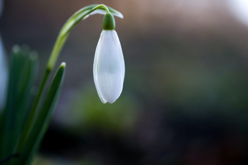 close-up photo of a snowdrop in bud
